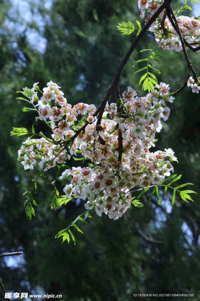 文冠果花