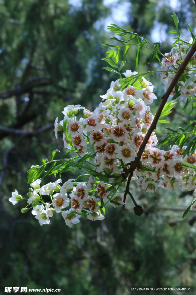 文冠果花 