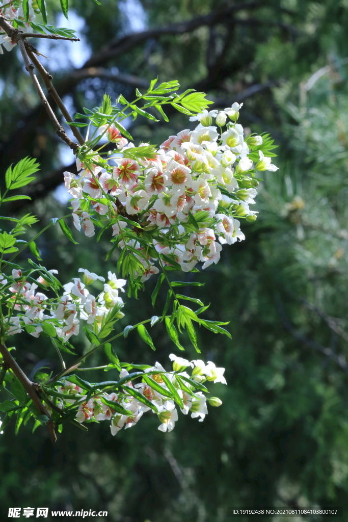 文冠果花