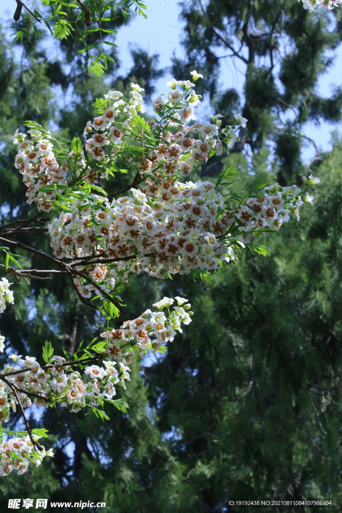 文冠果花 