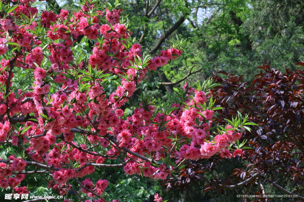 碧桃花