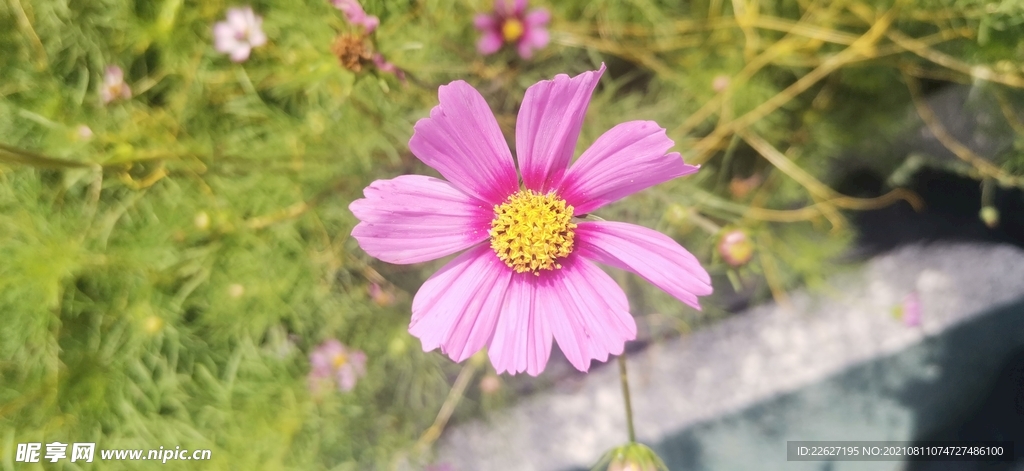 野花 红花 小花 花朵 