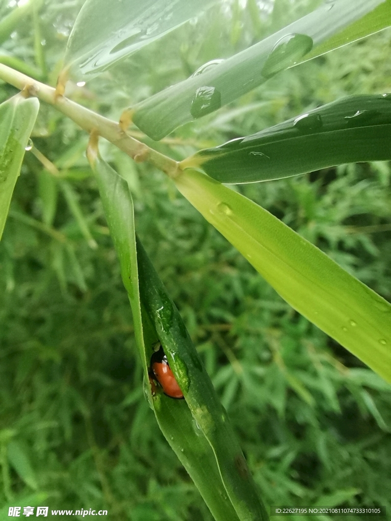 雨后竹子 瓢虫