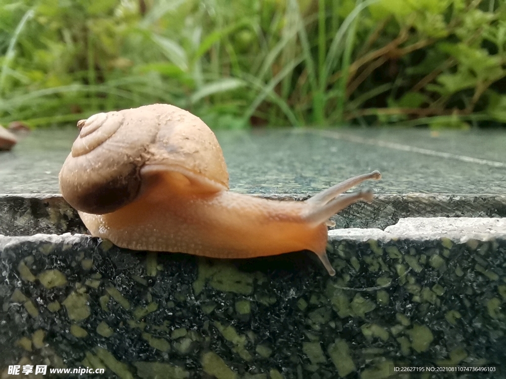蜗牛