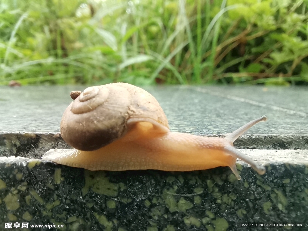 蜗牛