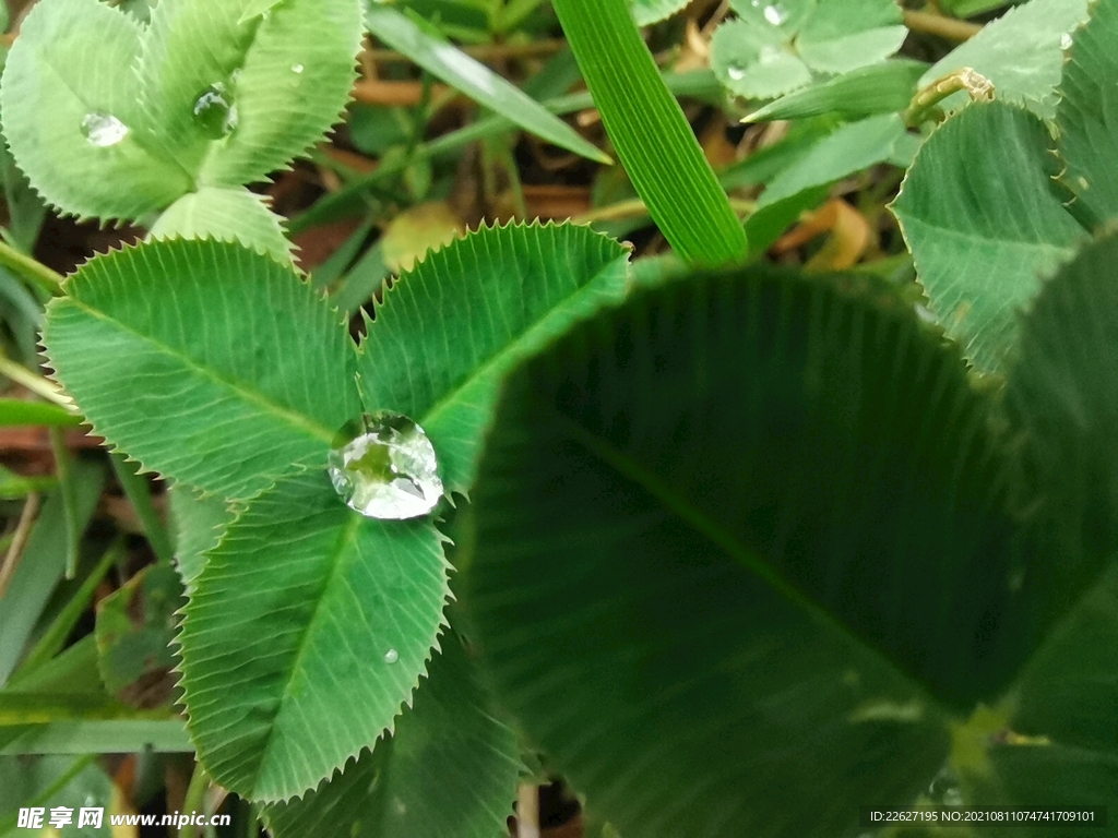 雨后的小草