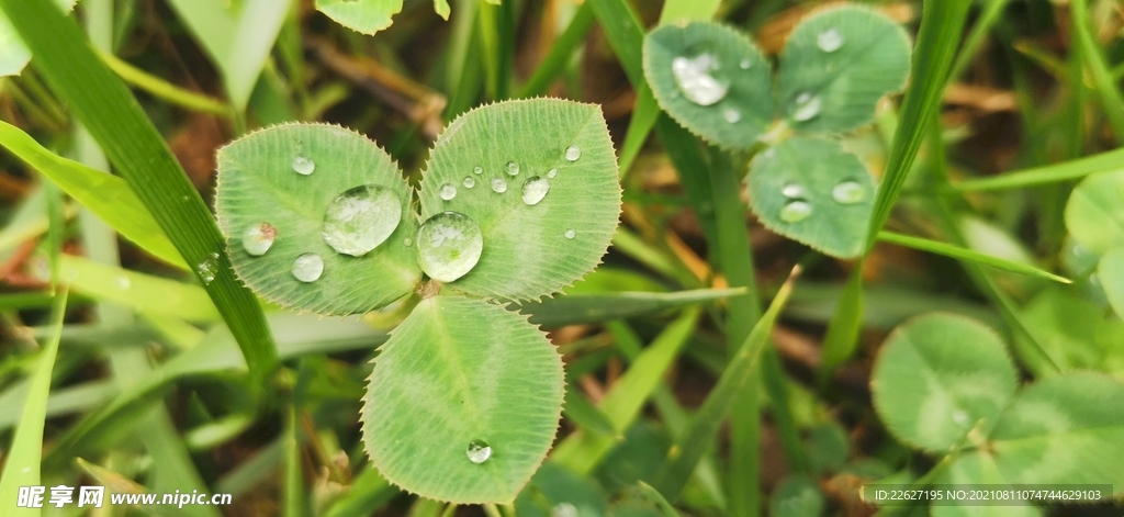 草上的雨珠