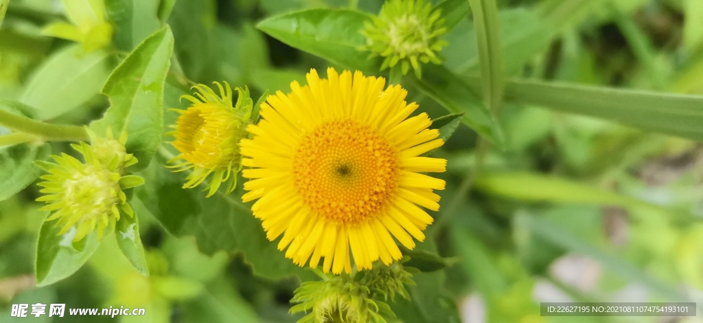 野花