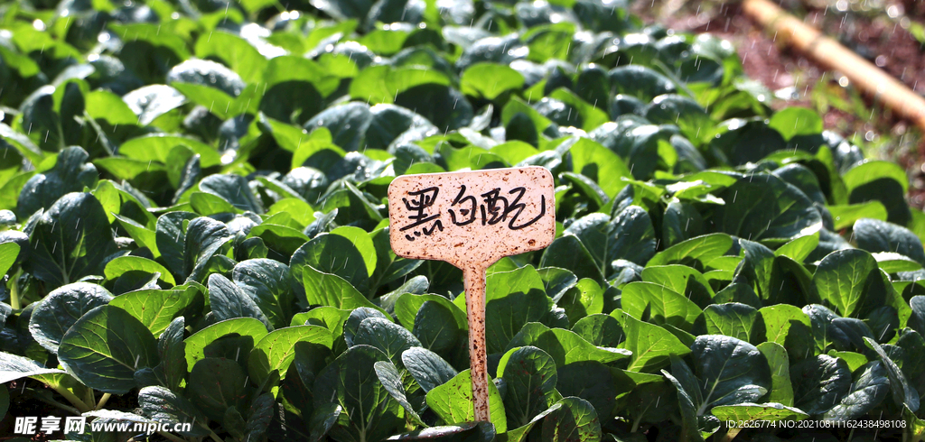 黑叶小白菜