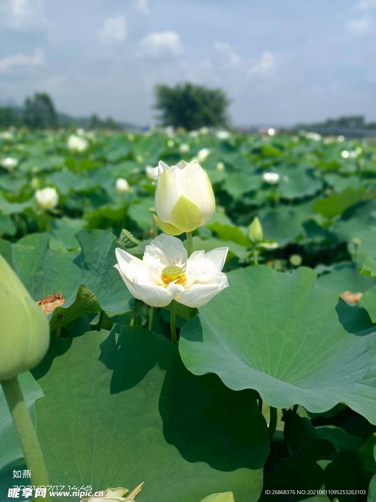 2朵白莲花