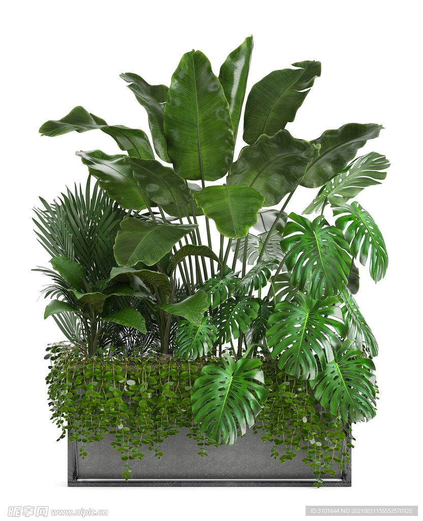 盆栽植物