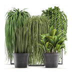 盆栽植物
