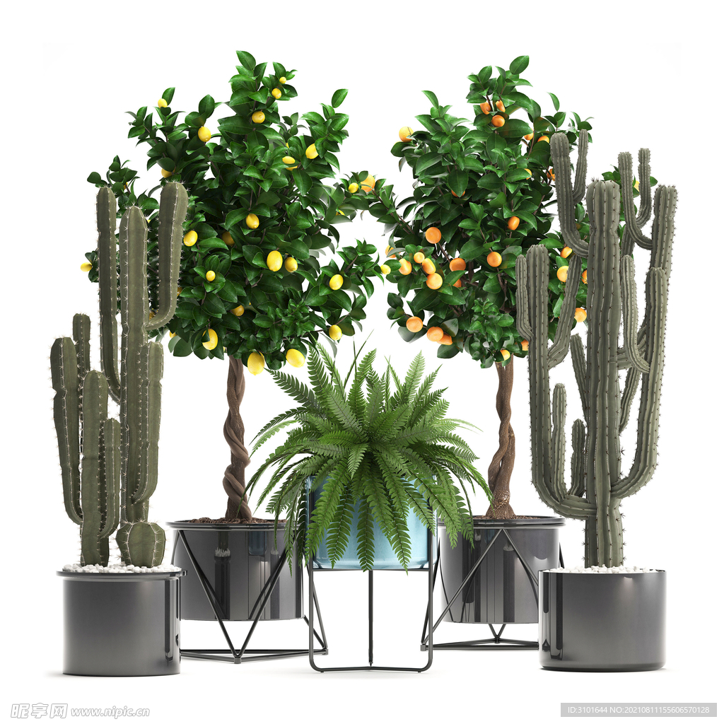 盆栽植物