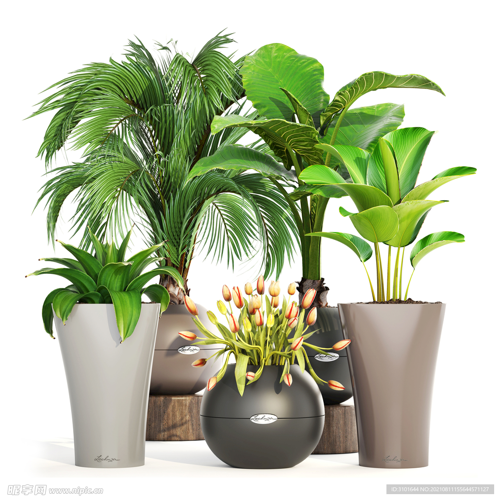 盆栽植物