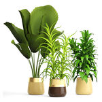 盆栽植物