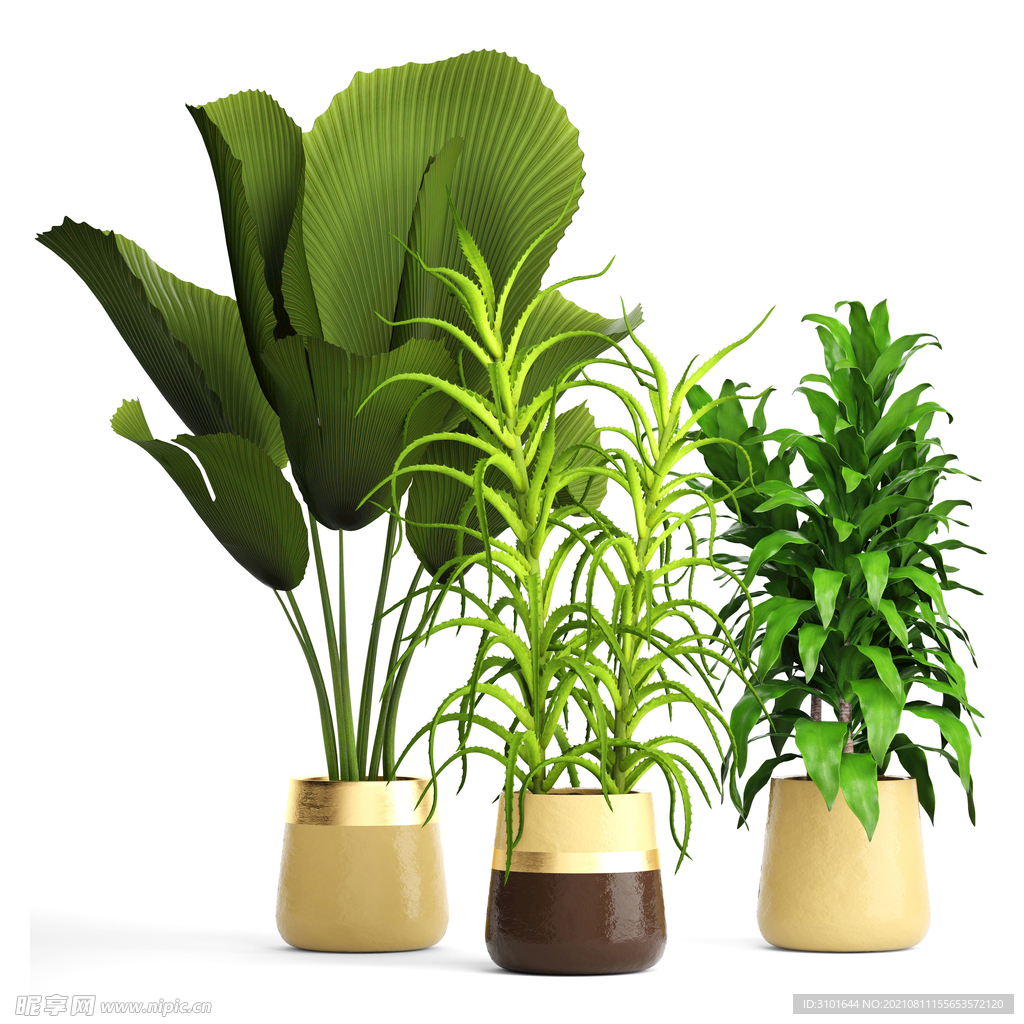 盆栽植物