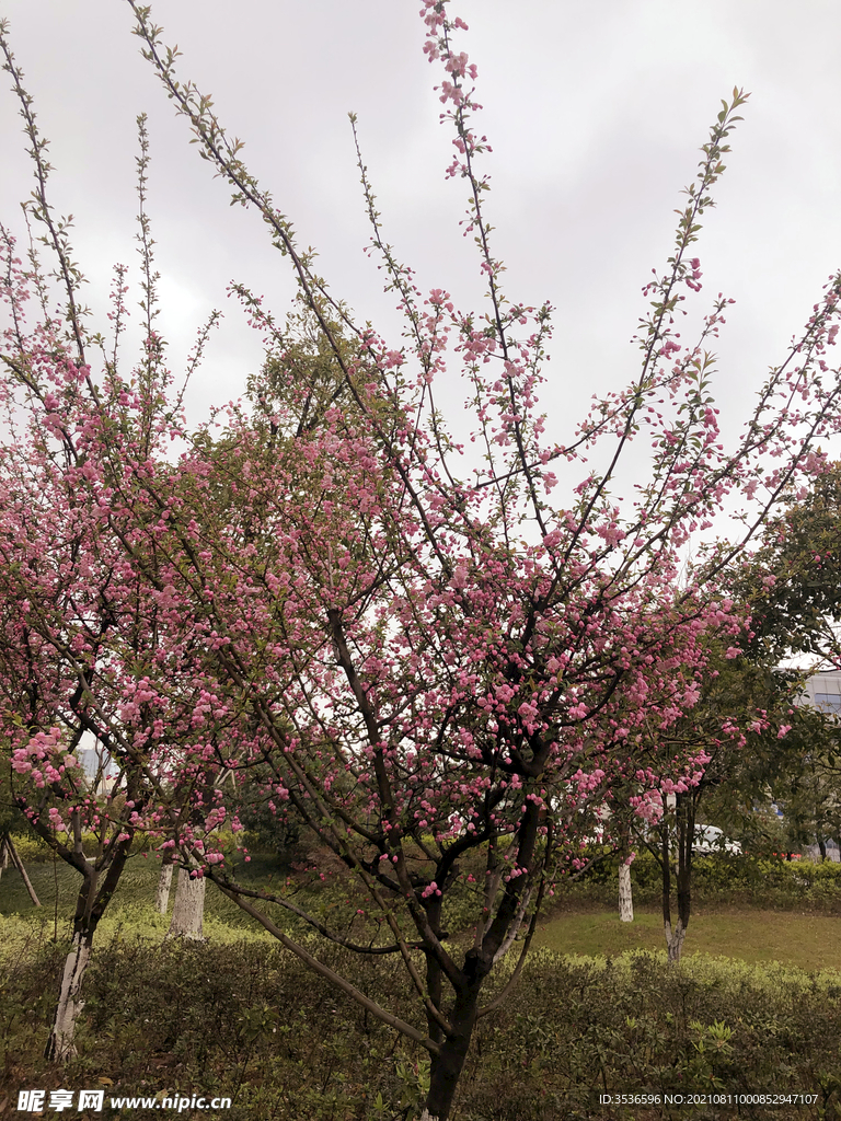 桃花 