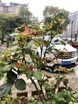植物与汽车