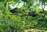 绿意盎然