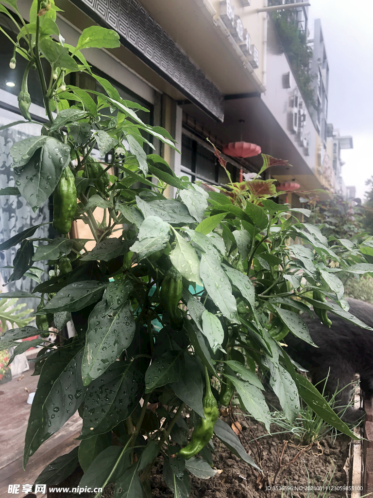 辣椒