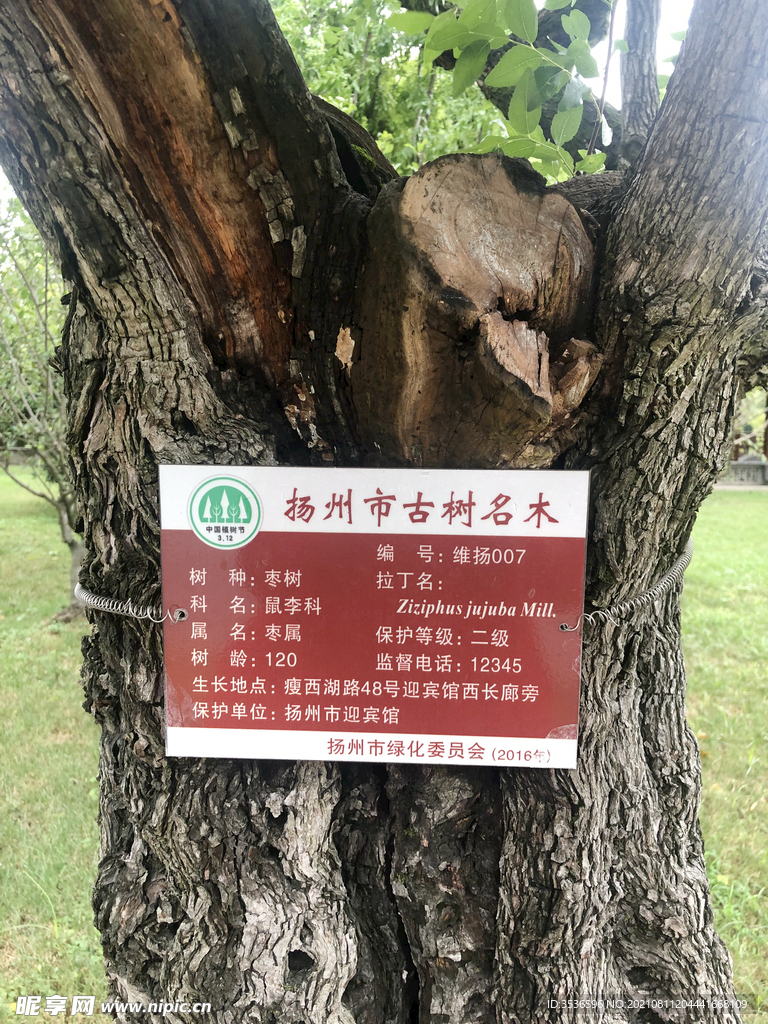 古木