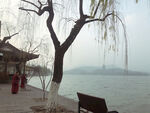 杨柳岸