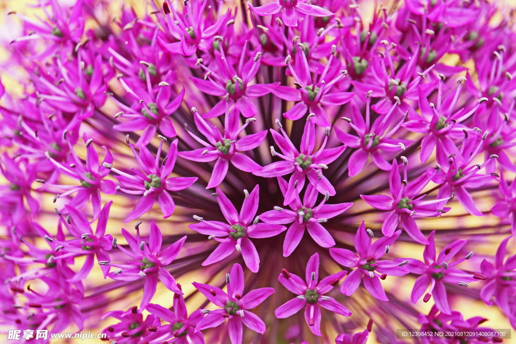葱球花