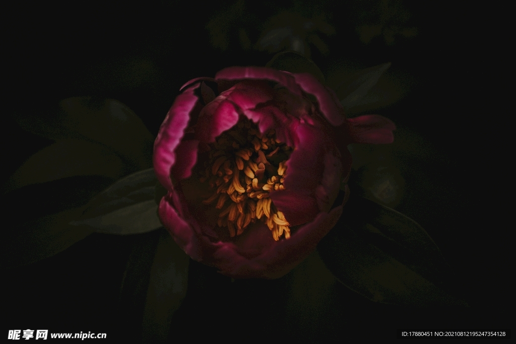 花卉