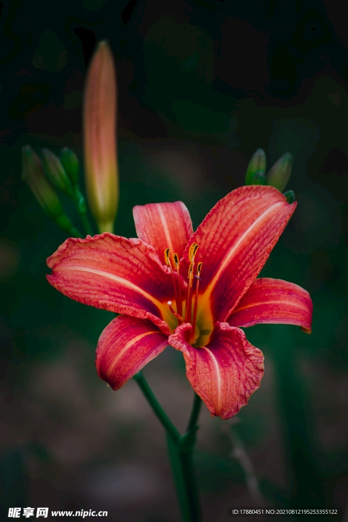 花卉