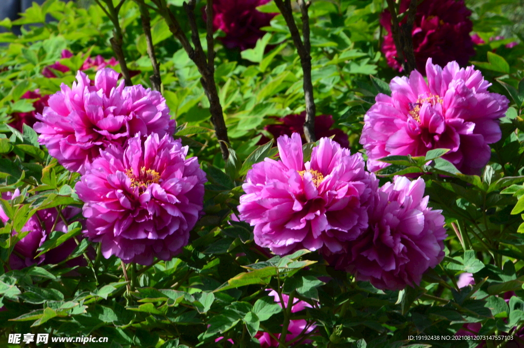 牡丹花 