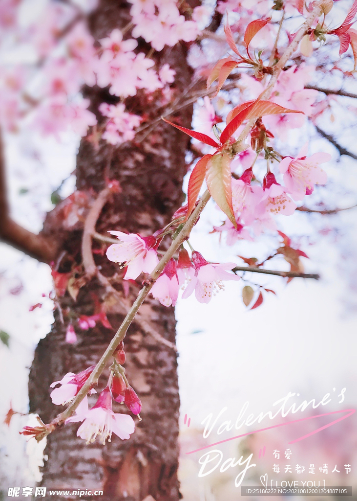樱花