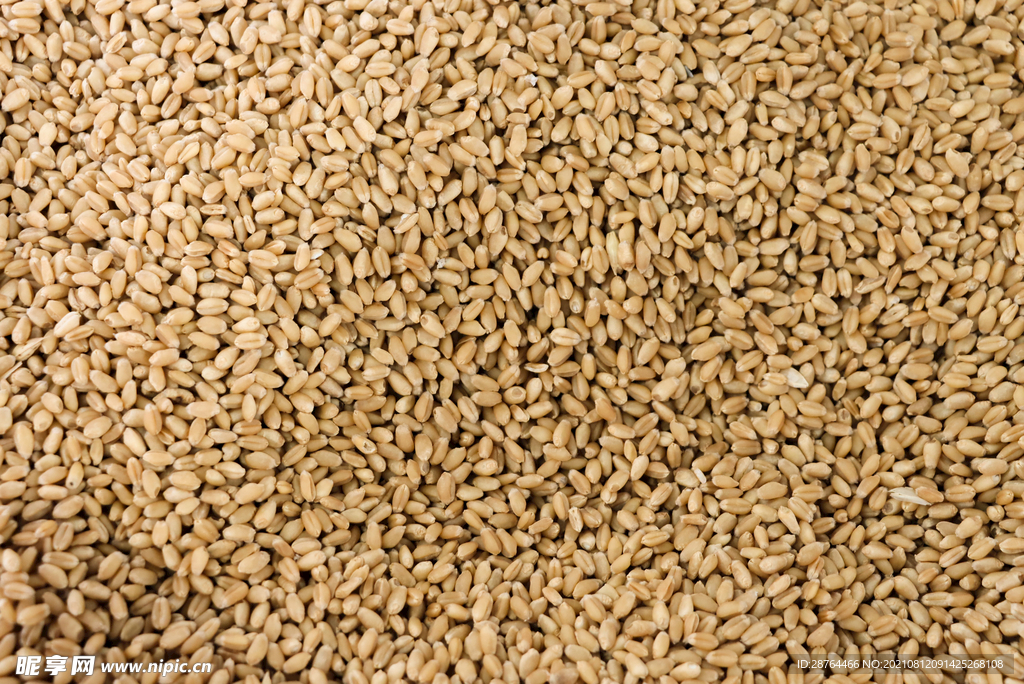 高清小麦素材图