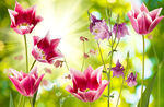 花卉