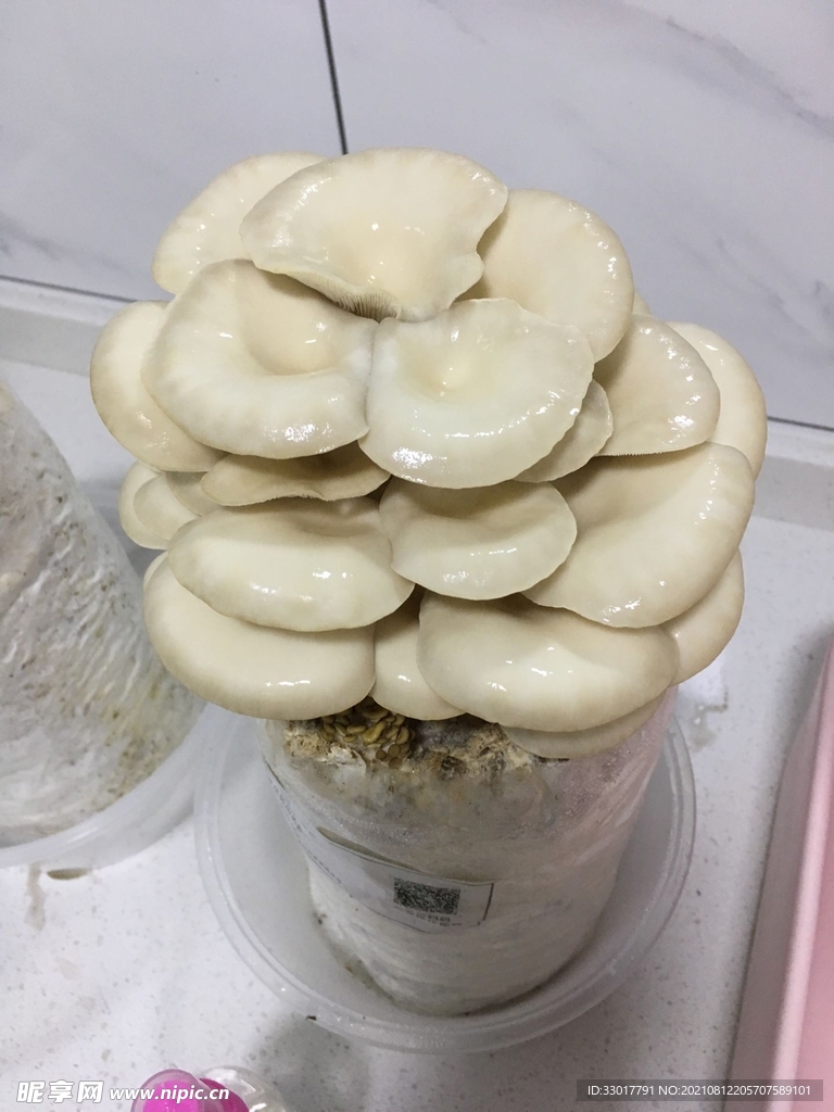 蘑菇