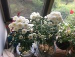 菊花 白色小菊花 花朵 盆栽菊