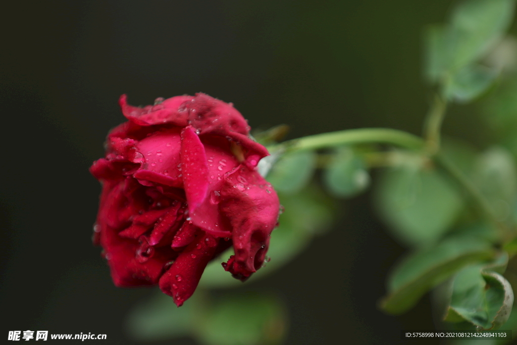 雨后红玫瑰1