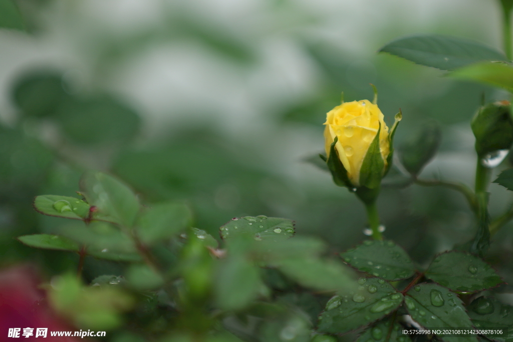 黄玫瑰1