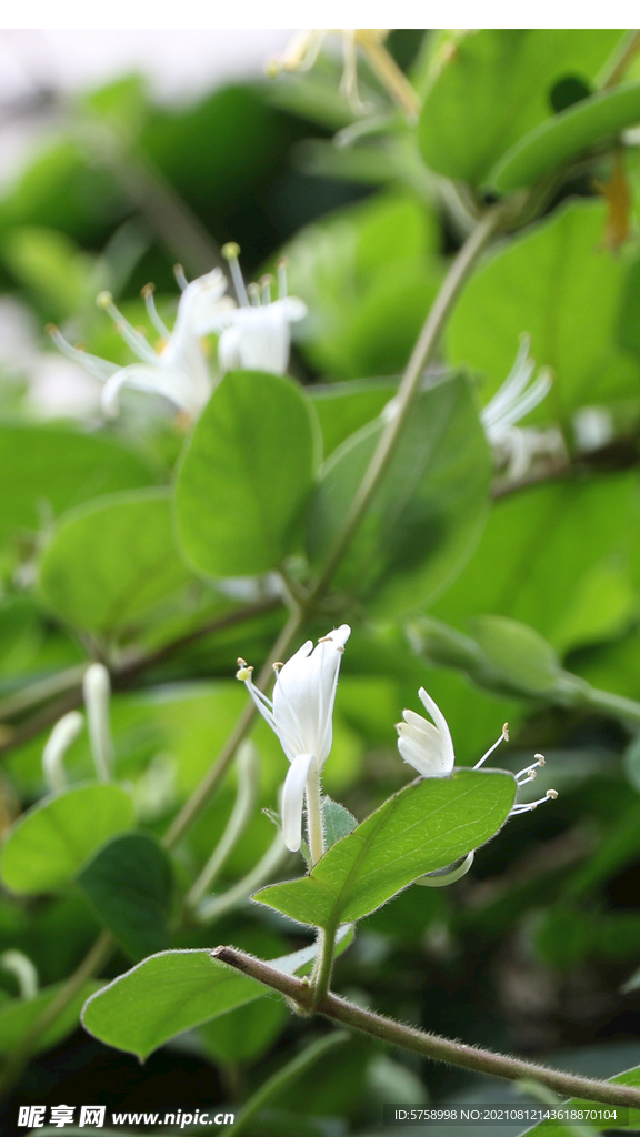 金银花三