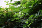 金银花六