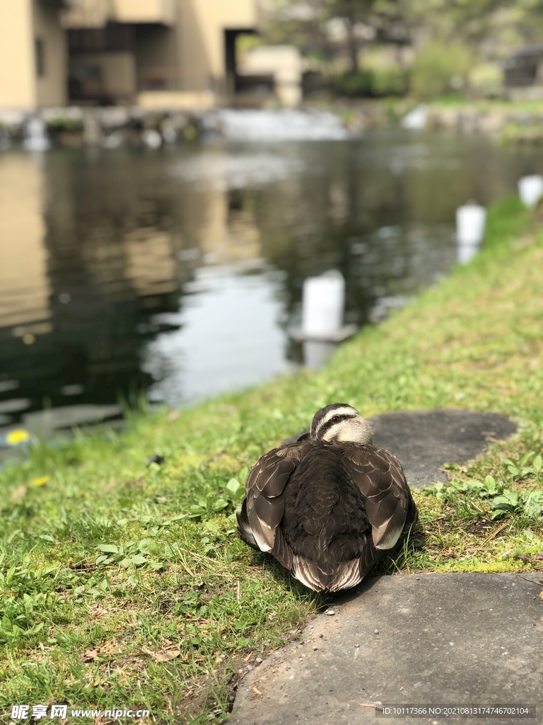 街景日本东京街头风景