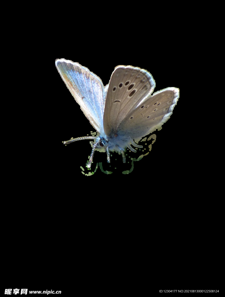 蝴蝶飞