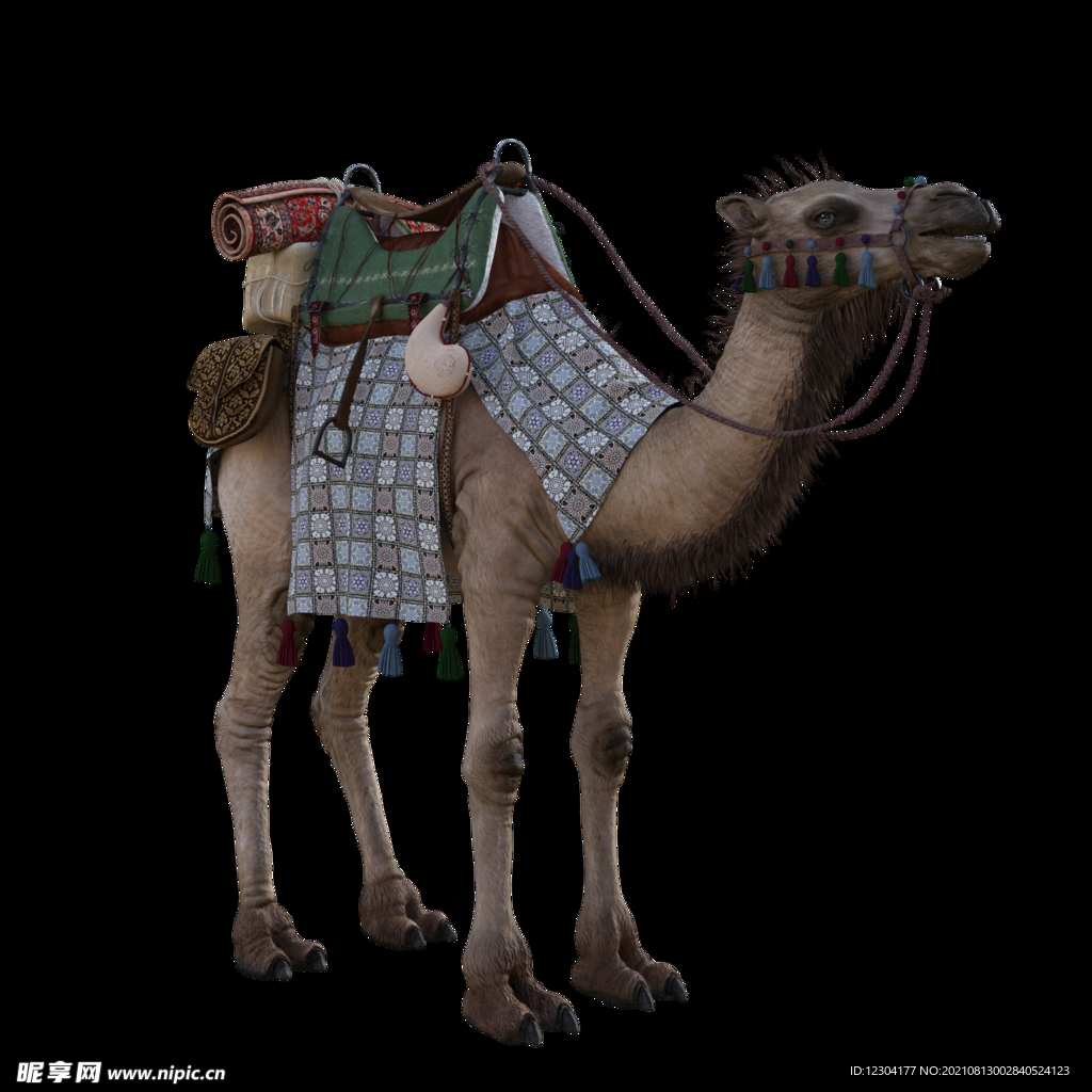 骆驼 