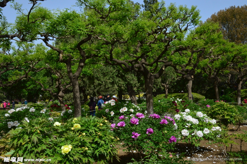 园林风景 