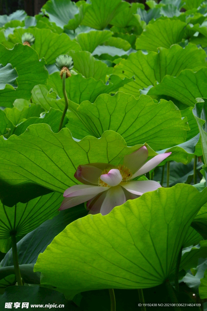 荷花 