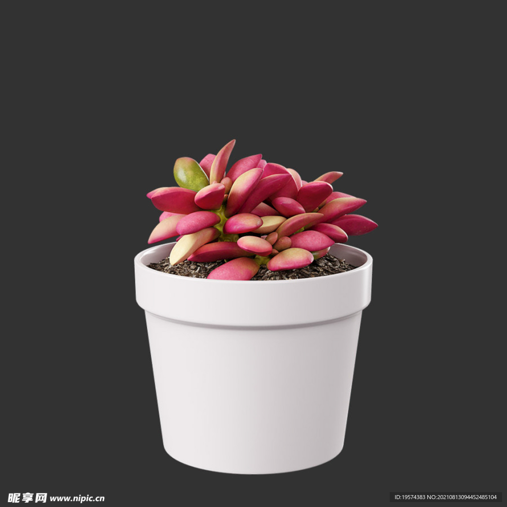 C4D模型多肉植物