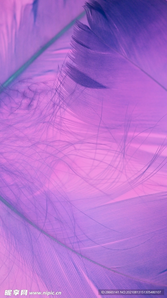 粉紫色羽毛背景