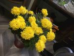 一盆黄色菊花
