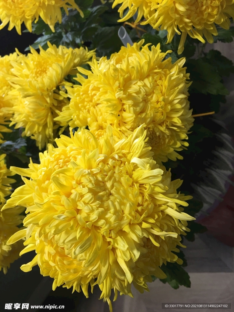 黄色盆景菊花