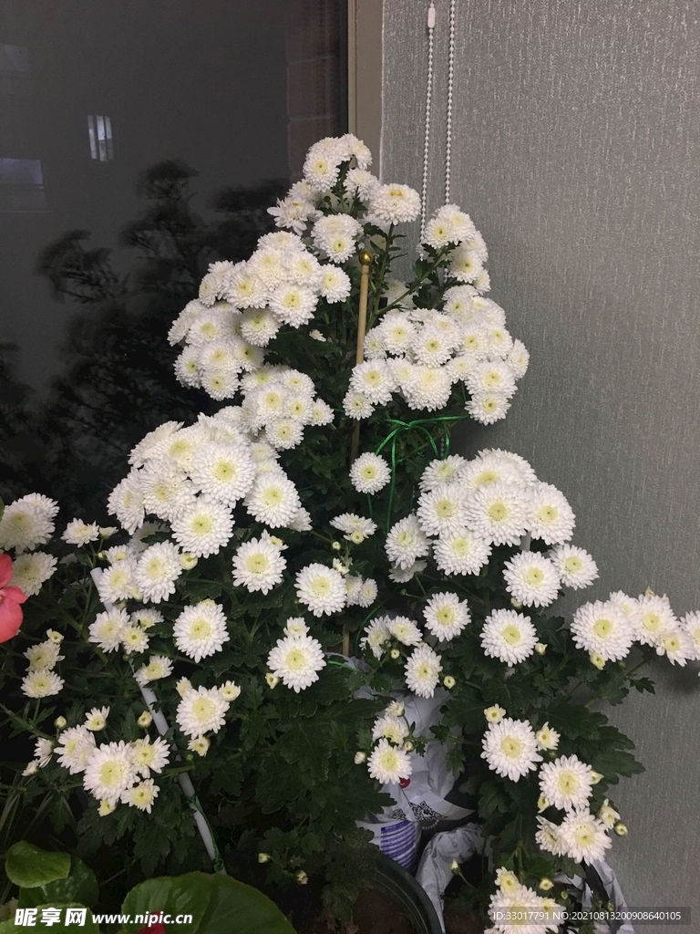  菊花