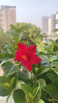 一朵小红花